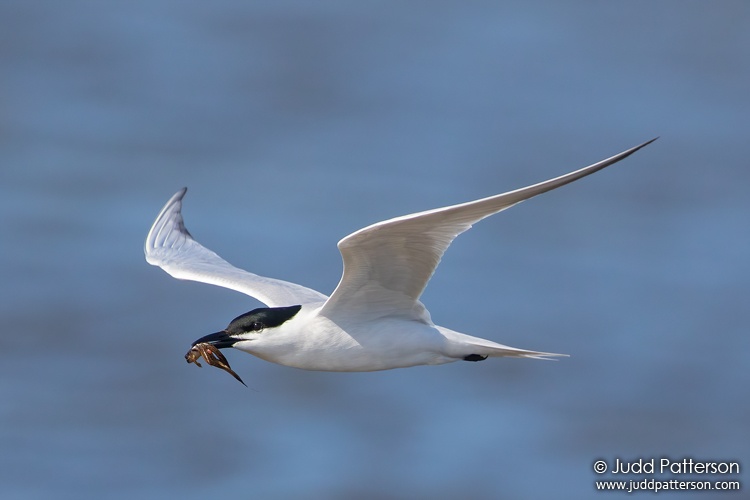 Gull-billed Tern, Bald Point State Park, Franklin County, Florida, United States