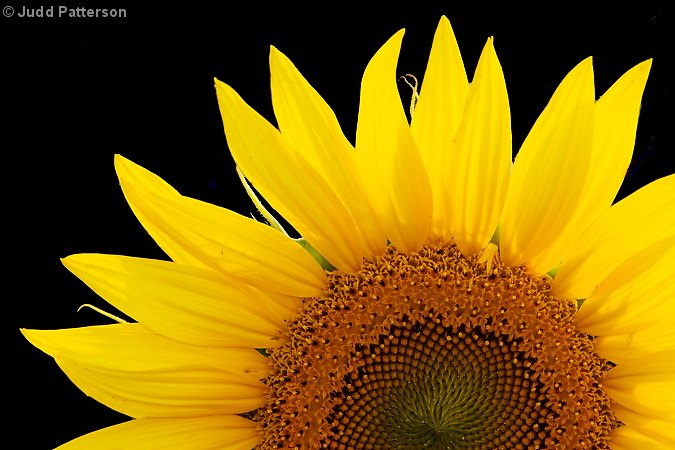 Sunflower, Salina, Kansas, United States
