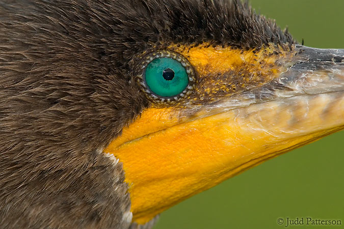 The Eye of the Cormorant, Everglades National Park, Florida, United States