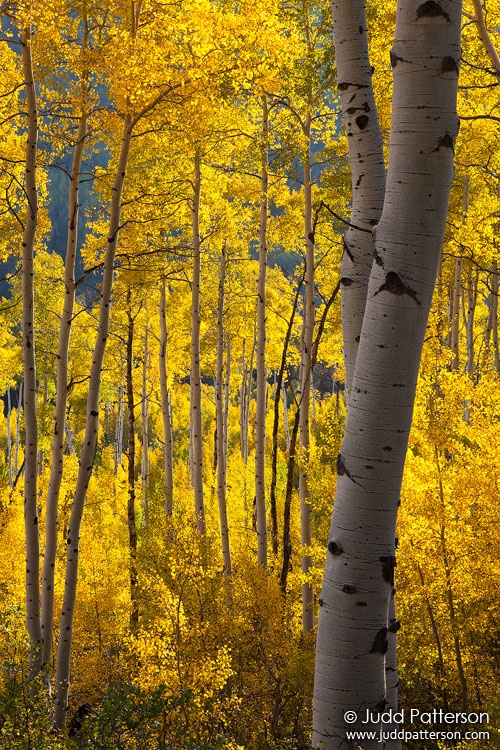 Backlit, White River National Forest, Colorado, United States