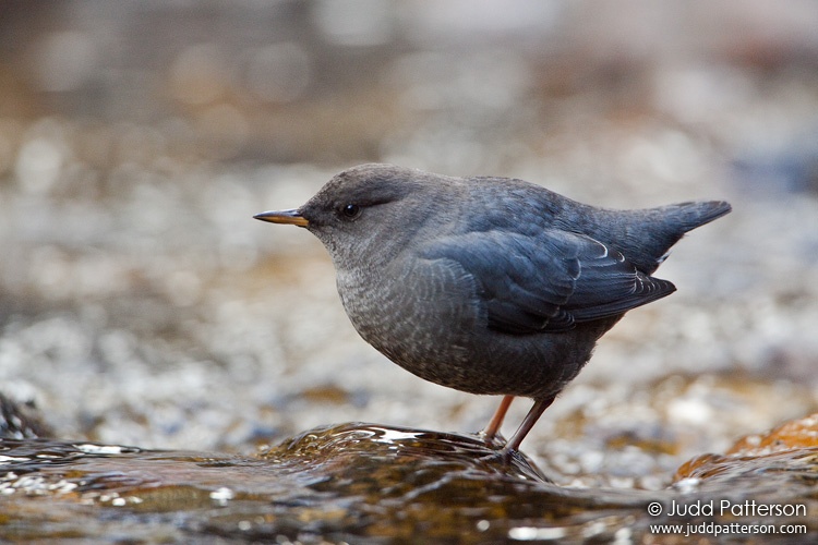 American Dipper, White River National Forest, Colorado, United States