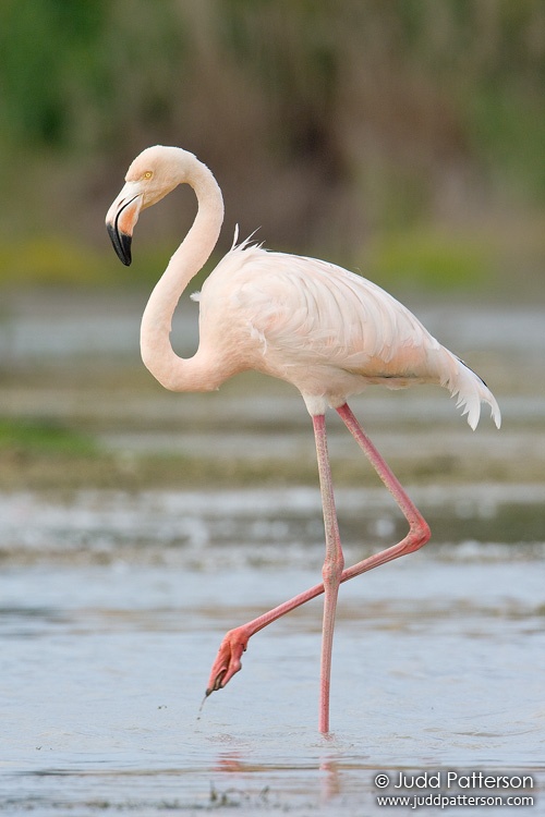 Greater Flamingo, Cutler Wetlands, Florida, United States