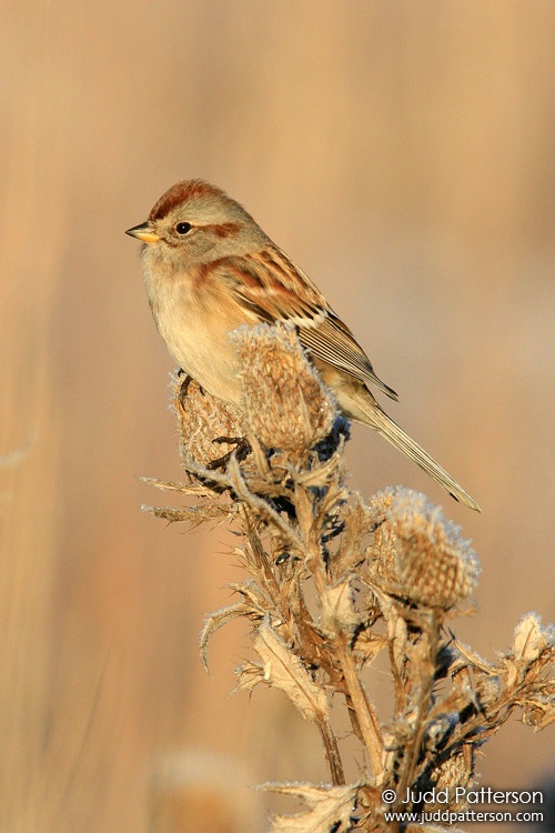American Tree Sparrow, Geary County, Kansas, United States