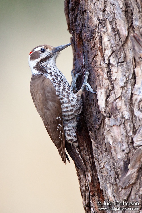 Arizona Woodpecker, Madera Canyon, Pima County, Arizona, United States