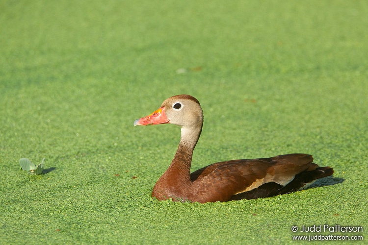 Black-bellied Whistling-Duck, Green Cay Wetlands, Florida, United States