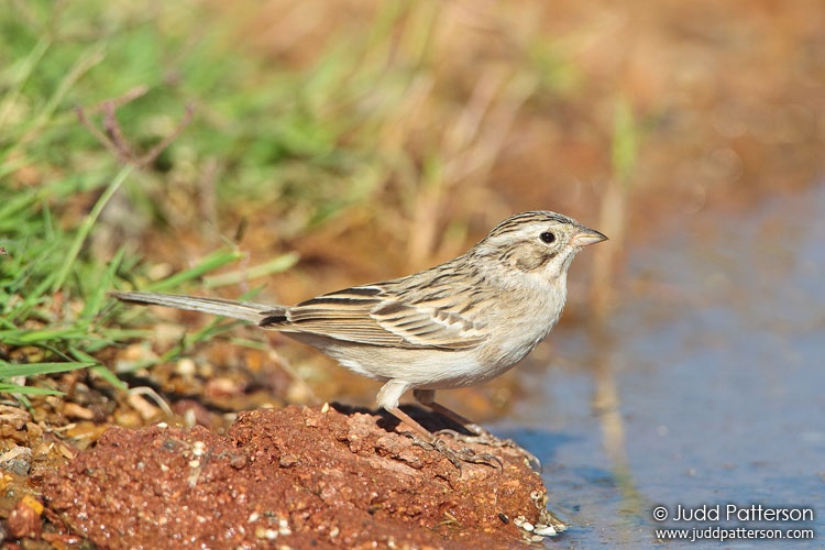 Brewer's Sparrow, Green Valley, Arizona, United States