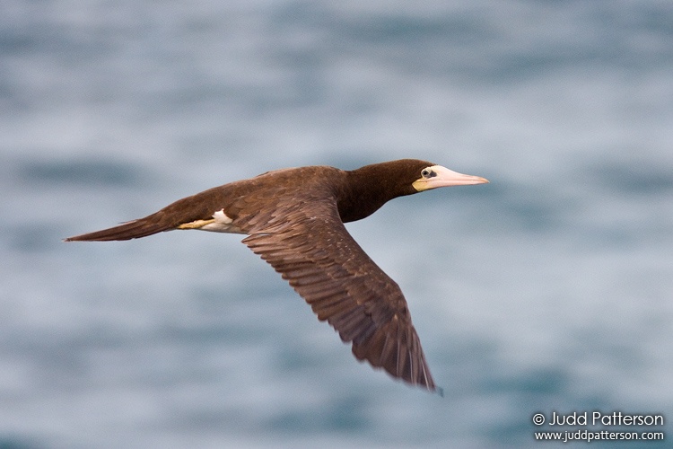 Brown Booby, Point Udall, St. Croix, U.S. Virgin Islands, United States
