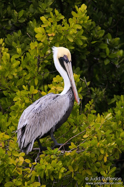 Brown Pelican, Everglades National Park, Florida, United States