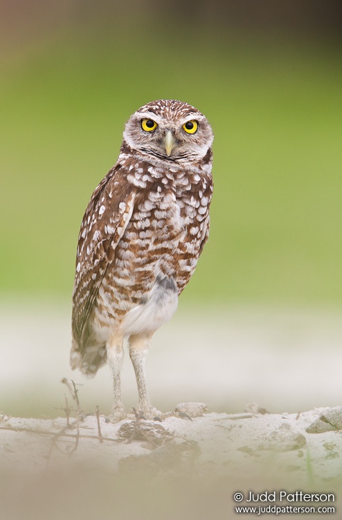 Burrowing Owl, Cape Coral, Florida, United States