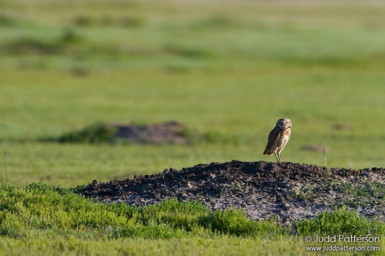 Burrowing Owl, Cheyenne Bottoms, Kansas, United States