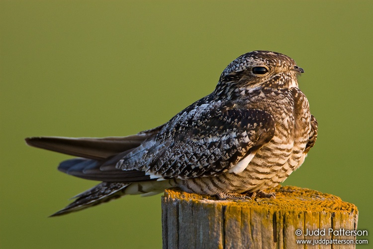 Common Nighthawk, Saline County, Kansas, United States