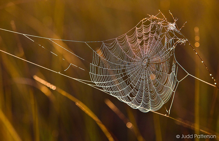 Dewy Web, Everglades National Park, Florida, United States