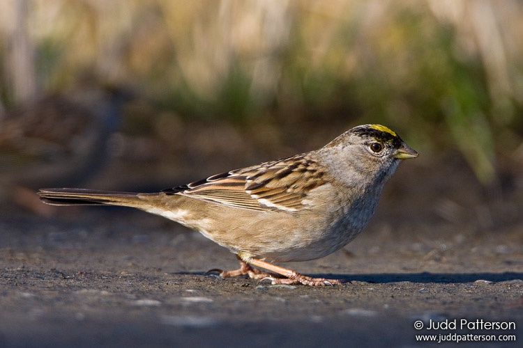 Golden-crowned Sparrow, Ridgefield National Wildlife Refuge, Washington, United States