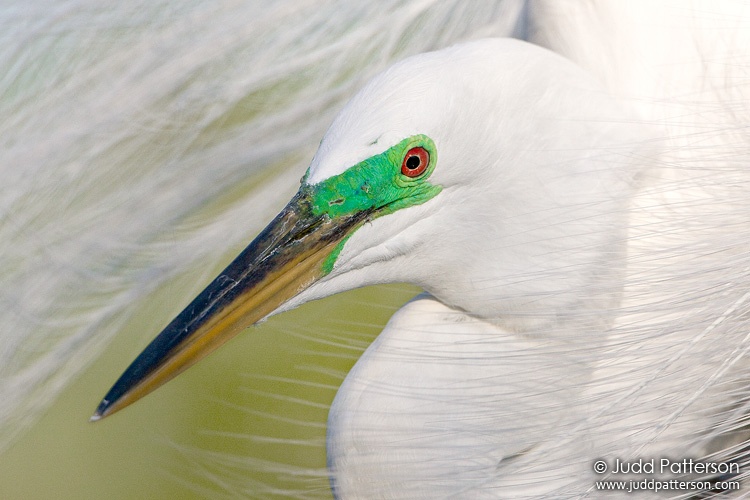 Great Egret, Gatorland, Orlando, Florida, United States