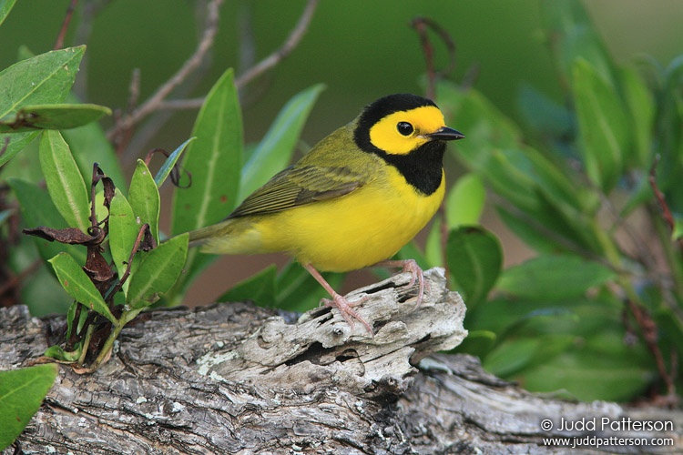 Hooded Warbler, Dry Tortugas National Park, Florida, United States