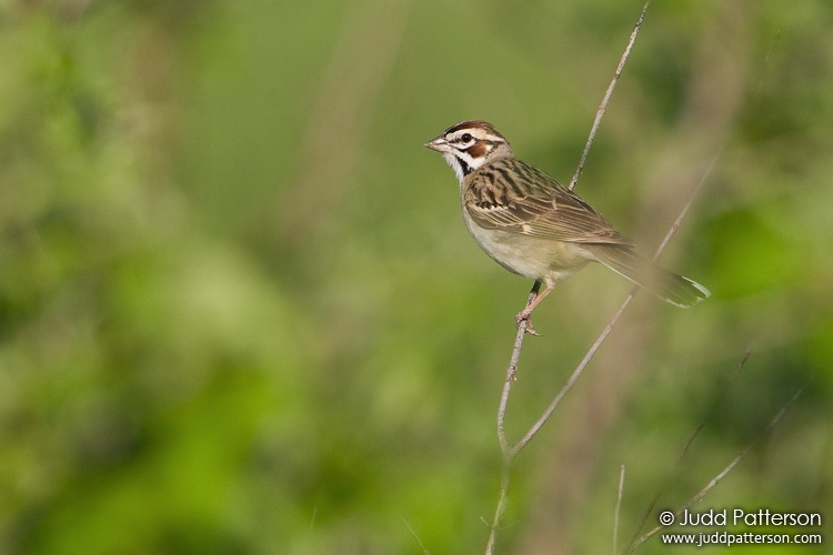 Lark Sparrow, Konza Prairie, Kansas, United States