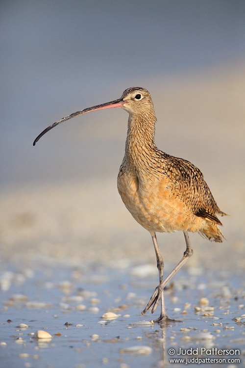 Long-billed Curlew, Little Estero Lagoon, Florida, United States