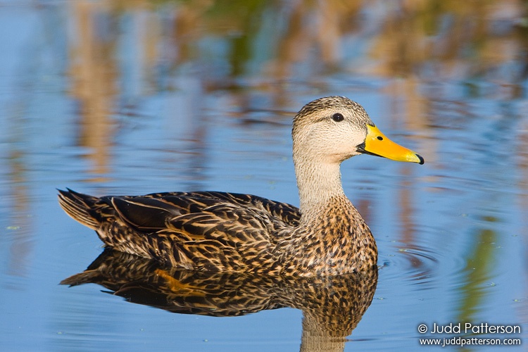 Mottled Duck, Green Cay Wetlands, Florida, United States