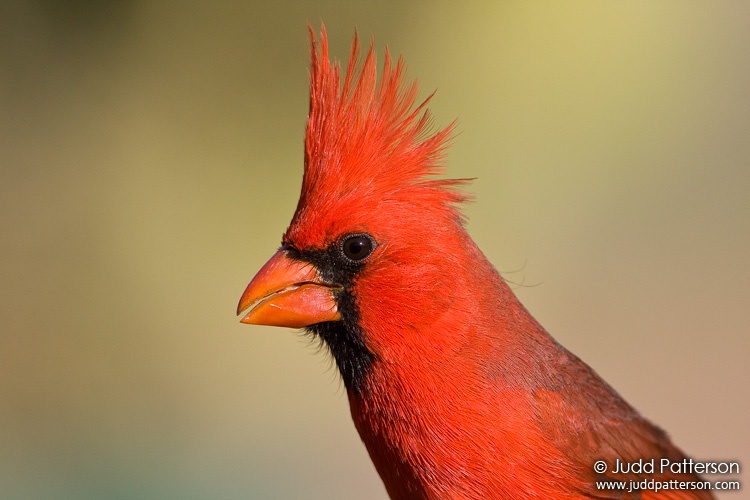Northern Cardinal, Pima County, Arizona, United States