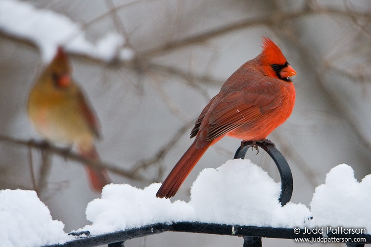 Northern Cardinal, Lakewood Park, Salina, Kansas, United States