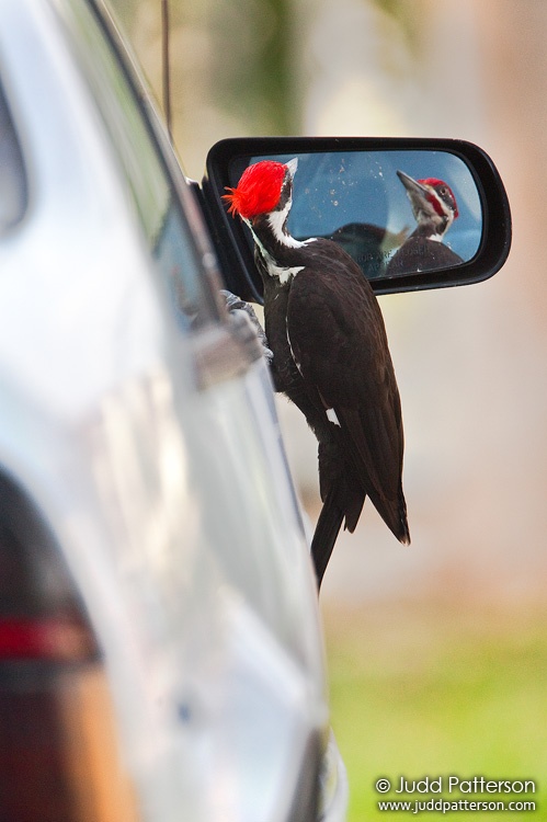 Pileated Woodpecker, Miami, Florida, United States