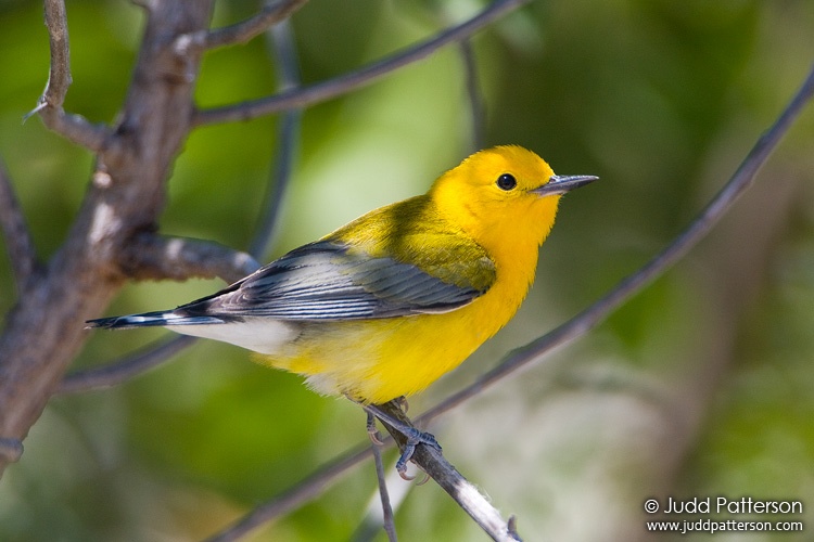 Prothonotary Warbler, Dry Tortugas National Park, Monroe County, Florida, United States