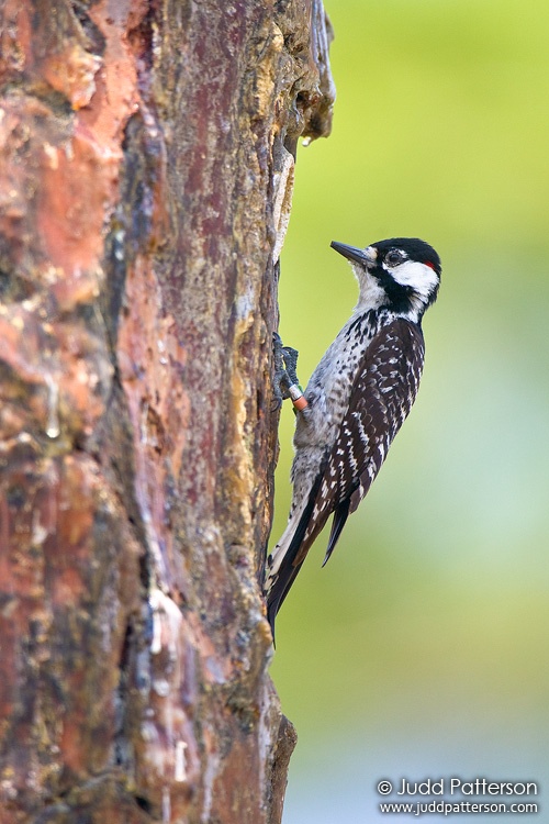 Red-cockaded Woodpecker, Babcock/Webb Wildlife Management Area, Florida, United States