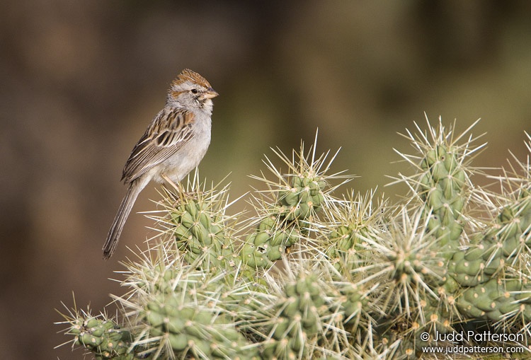 Rufous-winged Sparrow, Pima County, Arizona, United States