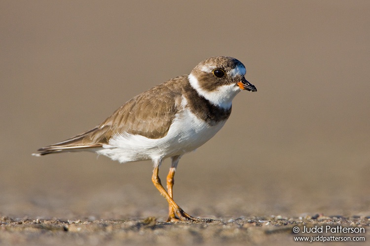 Semipalmated Plover, Fort De Soto Park, Florida, United States