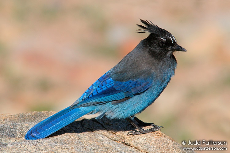 Steller's Jay, Rocky Mountain National Park, Colorado, United States