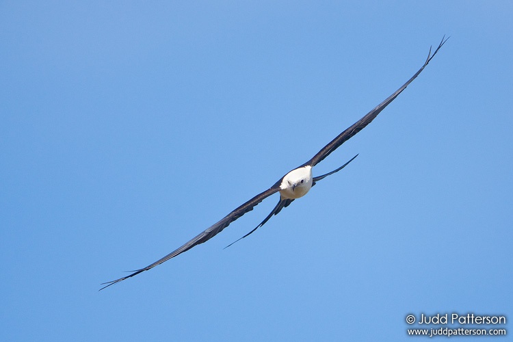 Swallow-tailed Kite, Everglades National Park, Florida, United States
