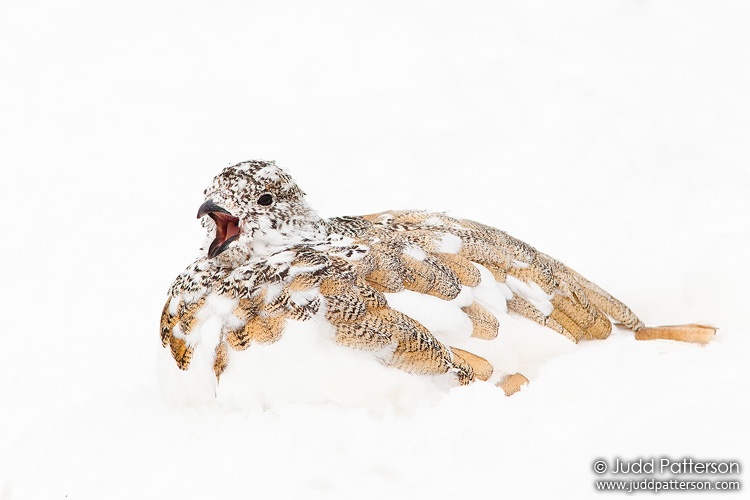 White-tailed Ptarmigan, White River National Forest, Colorado, United States