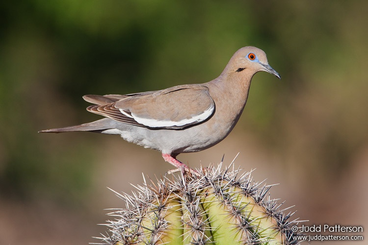 White-winged Dove, Green Valley, Arizona, United States