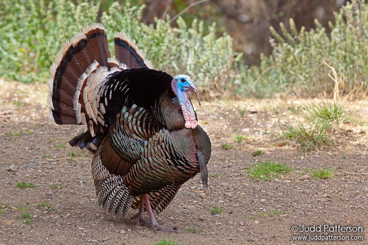 Wild Turkey, Madera Canyon, Pima County, Arizona, United States