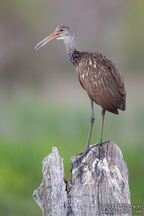 Limpkin, Green Cay Wetlands, Florida, United States