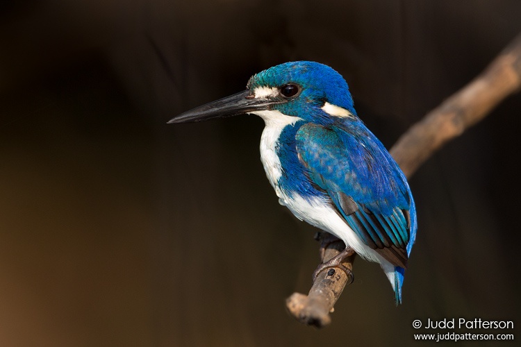 Little Kingfisher, Kakadu National Park, Northern Territory, Australia