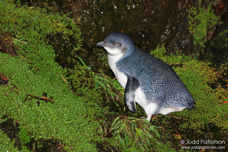 Little Penguin, Stewart Island, New Zealand