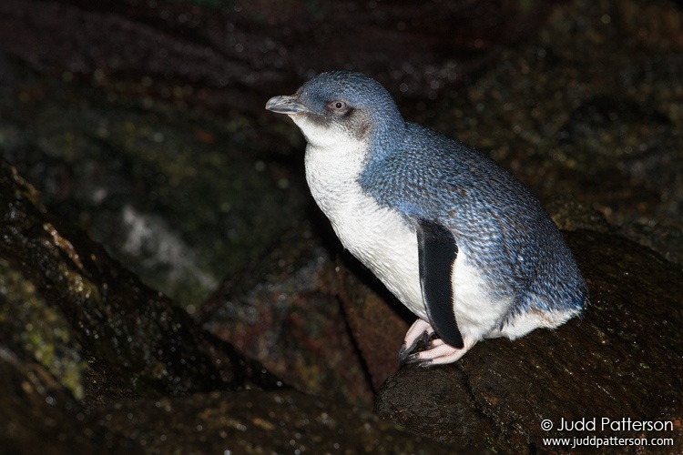 Little Penguin, Stewart Island, New Zealand
