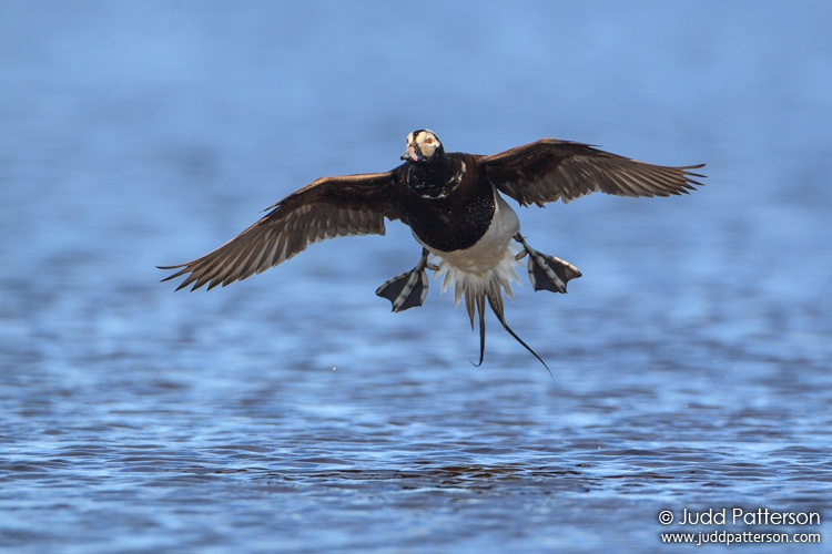 Long-tailed Duck, Nome, Alaska, United States