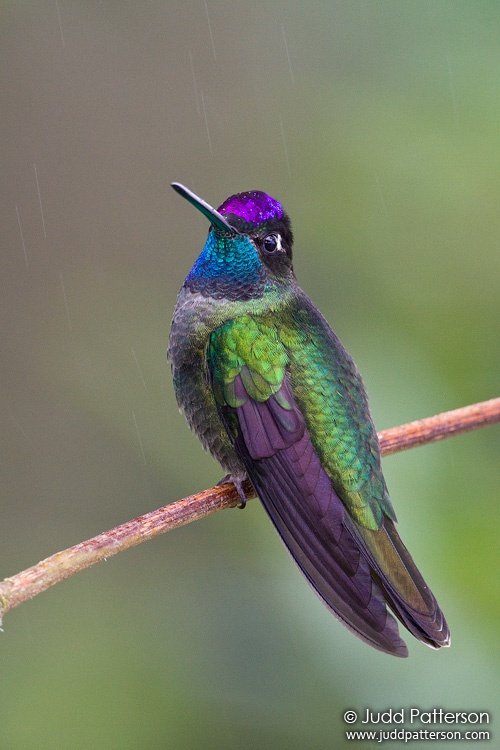 Talamanca Hummingbird, Mirador de Quetzales, Cartago, Costa Rica