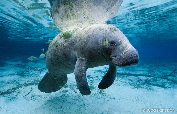West Indian Manatee, Crystal River, Florida, United States