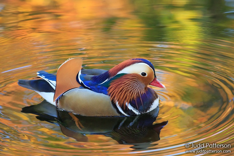 Mandarin Duck, Tiergarten Park, Berlin, Germany