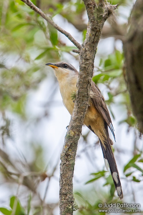 Mangrove Cuckoo, Florida, United States