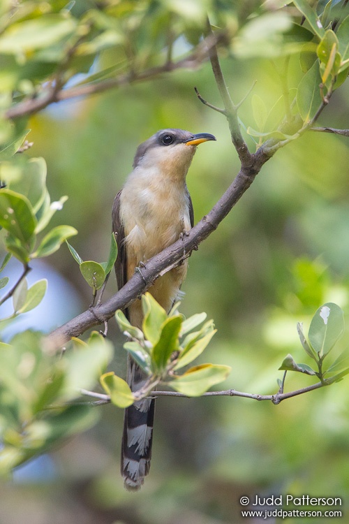 Mangrove Cuckoo, Miami-Dade County, Florida, United States