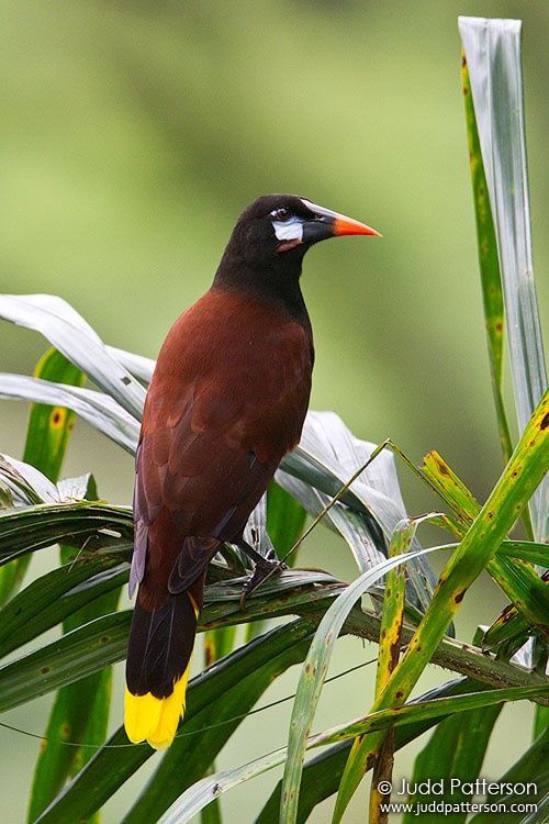 Montezuma Oropendola, Rancho Naturalista, Cartago, Costa Rica