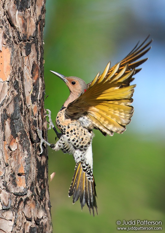 Northern Flicker, Everglades National Park, Miami-Dade County, Florida, United States