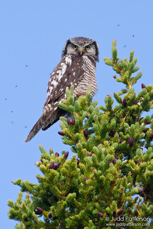 Northern Hawk Owl, Denali National Park, Alaska, United States