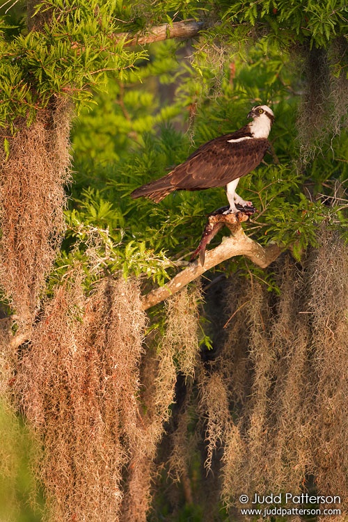 Osprey, Lake Blue Cypress, Florida, United States