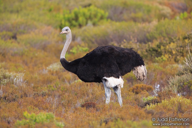 Ostrich, Table Mountain National Park, Western Cape, South Africa