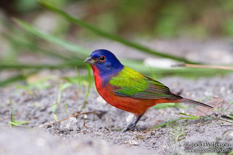 Painted Bunting, Palm Beach County, Florida, United States